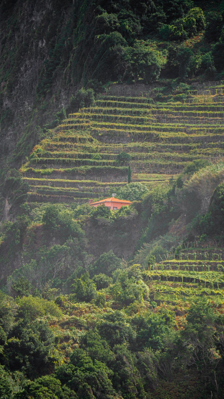 Vine terraces stacked up a steep Madeiran valley wall, each narrow strip held by a dry-stone retaining wall, with a single orange-roofed house halfway up and bare dark rock rising above them.